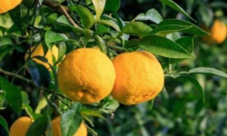 Les Hespérides - Coopérative de la Riviera Française - Yuzu 1kg