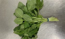 Les Herbes du Roussillon - Basilic Frais