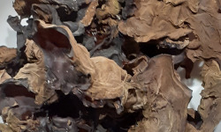 Rébecca les Jolies Fleurs - Champignons séchés : Oreille de juda