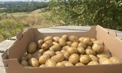 Ferme Sinsac - pomme de terre grenailles sachet de 500 grs