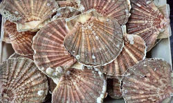 Armement Providence - Vente en direct du bateau - Coquilles Saint Jacques Entières Vivantes de la Baie de St Brieuc 7 kg