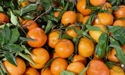L'OLIVERAIE DU COUDON - CLEMENTINES CATEGORIE 2 - - 6KG - -  #### PROMO ####