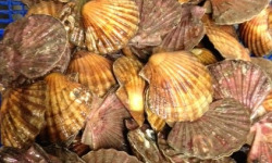 Saint Kerber - Cancale - Coquilles Saint Jacques de plongée 6kg