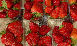 Maison du Pruneau - Cueillette du Gascon - Fraises du Lot et Garonne (variété Charlotte ou Murano) 1kg