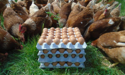 La Ferme de l'Abbaye - Oeufs de Poules Rousses Lohman (4 plaques de 30 œufs)