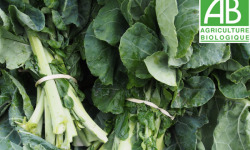 Mon Petit Producteur - Grand Chou Vert [la Botte De 500g]