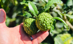 Les Hespérides - Coopérative de la Riviera Française - Combava français 1kg