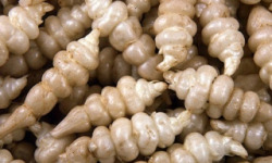 Le Châtaignier - Crosne 500 g