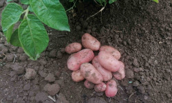 Ferme de Carcouet - Pommes de Terre Nouvelle Rouge Bio - 10 kg