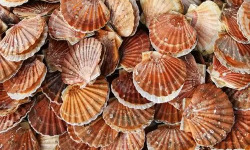 Brest Marée - Coquilles St Jacques de la rade de Brest - 3kg