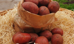 Les Champs Paradis - Pommes de terre "Alouette"