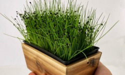 Horssol - Ferme urbaine - Micro-pousse d'Ail doux x4 barquettes