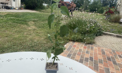 Des Poules et des Vignes à Bourgueil - Plant d’ortie