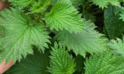 La Cabane à plantes - Ortie