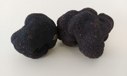 ALENA la Truffe d'Aquitaine - Truffe noire du Périgord fraîche (tuber melanosporum) - 100g