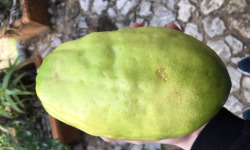 Le Jardin des Antipodes - Cédrat Lisse Ou Rugueux Bio (Citrus medica)