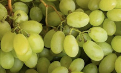 L’Oliveraie du Coudon - Raisin Arra Blanc Sans Pépins 3kg