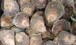 Huitres Damerose - Huitres Plates calibre M (moyen) - 2 douzaines (25 pièces)