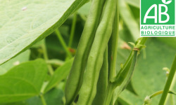 Mon Petit Producteur - Haricot Vert Bio [vendu Par 500g]