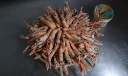 Brest Marée - Langoustine vivante petite cuite 1kg