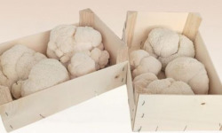 Les Myconautes - Hericium Bio - Cagette 1kg