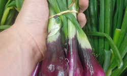 Ferme Joos - Oignons rouges frais - botte de 250 à 300g