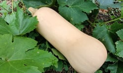 Aux Jardins des Colibris - Courge Butternut Bio entière