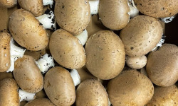Naturélium - Champignon de Paris brun