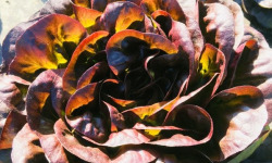 Maison Argentain - Fine Feuille Rouge - 300g