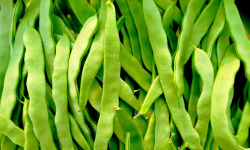 Nature et Saveurs - Ferme Aquaponique et Permacole Astérienne - Haricots plats mangetout verts – texture charnue et fraîcheur
