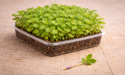 Nature et Saveurs - Ferme Aquaponique et Permacole Astérienne - Micropousse d’Agastache — Vivante en Barquette 14*18cm