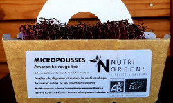 Ma Micropousse culinaire - Micro-pousses d'amaranthe rouge Bio 8 barquettes