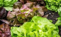 La Boite à Herbes - Salade variée Bio 1 pièce