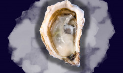 Le Termer - L'huître N°5 apéro