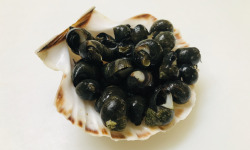 Mer Sea - Bigorneaux vivants 500grs