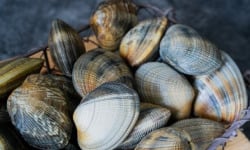 Aperibay – Les Shellfarmers épicuriens - Palourdes 1kg