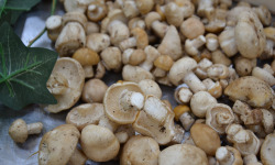Trapon Champignons - TRICHOLOMES DE LA ST GEORGES