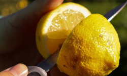 Jardins de la Testa - Citron de Corse BIO - 400kg