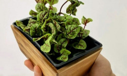 Horssol - Ferme urbaine - Micro-pousse d'Oseille sanguine x4 barquettes
