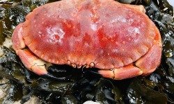 SARL O GRE DES VENTS - Tourteaux Cuits 600g