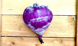 Nature et Saveurs - Ferme Aquaponique et Permacole Astérienne - Chou-rave violet aquaponique – croquant, doux et raffiné