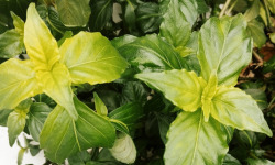 Nature et Saveurs - Ferme Aquaponique et Permacole Astérienne - Rungia klossii – la plante au goût de champignon frais