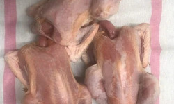 Des Poules et des Vignes à Bourgueil - 5 poules pondeuses de races