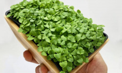 Horssol - Ferme urbaine - Micro-pousse de Basilic menthe x4 barquettes