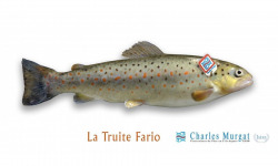 Ma poissonnière - Truite Fario lot de 2 pieces