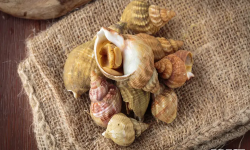 Brest Marée - Bulots cuits - 500g