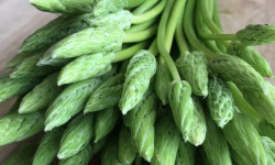 ChâteauFer - Asperge sauvage des bois - Ornithogale 100g