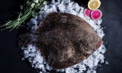 Luximer - Turbot Sauvage - Pièce De 1.2kg