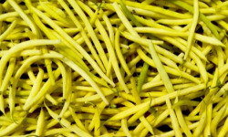 Nature et Saveurs - Ferme Aquaponique et Permacole Astérienne - Haricot Beurre