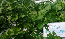 Nature et Saveurs - Ferme Aquaponique et Permacole Astérienne - Céleri branche – fraîcheur vive et parfum végétal